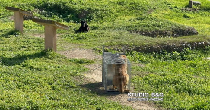 argos 3 1200x630.jpg