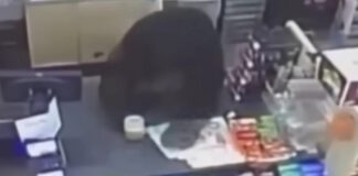 arkouda 1 1200x630.jpg