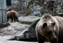 Θεσσαλονίκη: Κλειστός ο ζωολογικός κήπος λόγω κρούσματος μελιταίου πυρετού arkoudes 1200x630.jpg