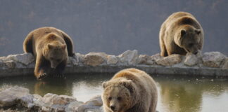 bears arkoudes 1200x630.jpg