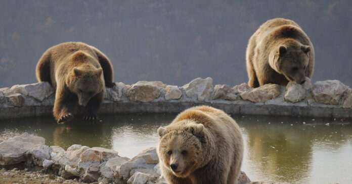 bears arkoudes 1200x630.jpg