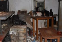 Τρία χρόνια φυλακή στον βασανιστή ζώων στη Δονούσα: «Αγαπάω τα γατάκια και θέλω μόνο το καλό τους» donousa gates 11112025 1200x630.jpg