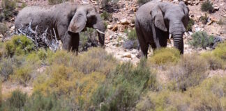 elephantas2 1200x630.jpg