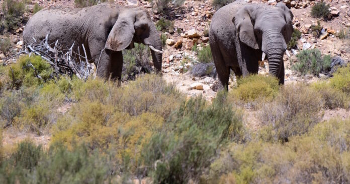 elephantas2 1200x630.jpg