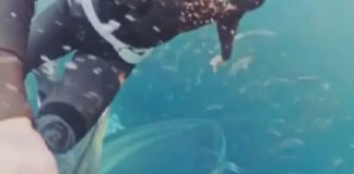 falaina 1200x630.jpg