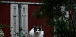 gata eurok1 scaled 1 1200x630.jpg