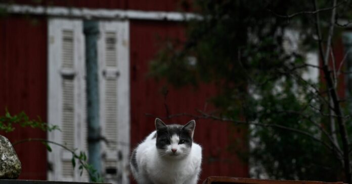 gata eurok1 scaled 1 1200x630.jpg