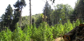 kannavi 1200x630.jpg