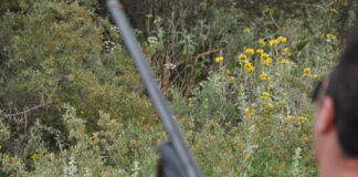 karampina eurok 1200x630.jpg