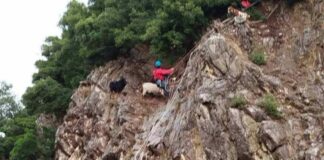 katsikia 1 1200x630.jpg