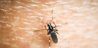 kounoupi 05112025 1200x630.jpg