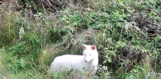 leuko tsakali 1 1200x630.jpg