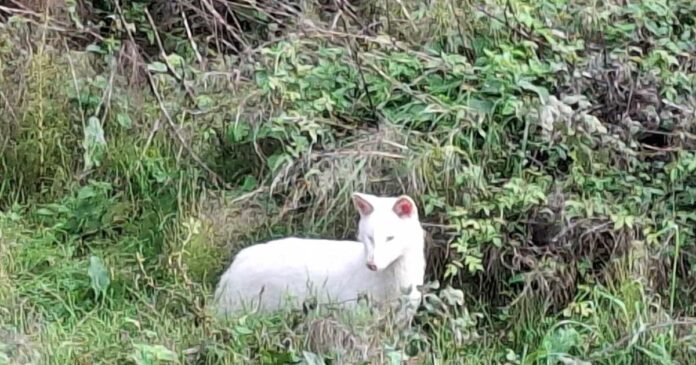 leuko tsakali 1 1200x630.jpg