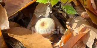 manitari 1 1200x630.jpg