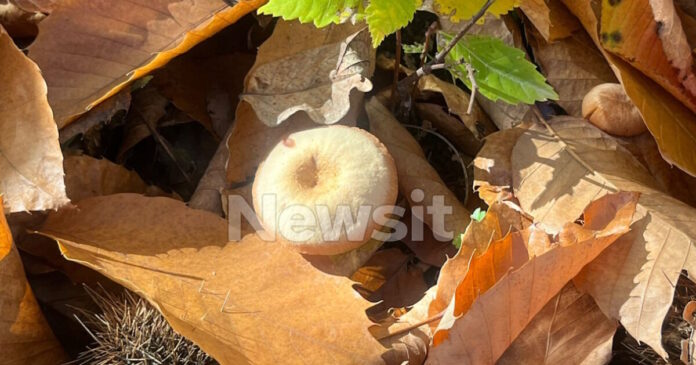 manitari 1 1200x630.jpg