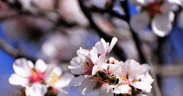 melissa 1 1200x630.png