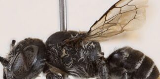 melissa 1200x630.jpg