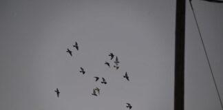 peristeria 1200x630.jpg