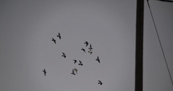 peristeria 1200x630.jpg