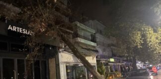 platanos 1 1200x630.jpg