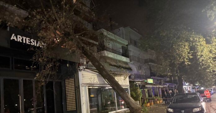 platanos 1 1200x630.jpg platanos 1 1200x630.jpg