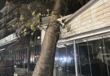 Ηγουμενίτσα: Τεράστιος πλάτανος έπεσε σε μαγαζί λόγω των ισχυρών ανέμων που πνέουν στην περιοχή platanos igoumenitsa 1200x630.jpg