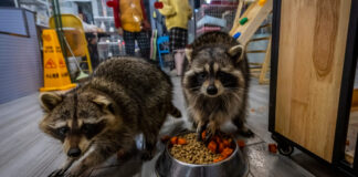 raccoon epa 1200x630.jpg