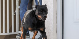 rotvailer 31102025 1200x630.jpg