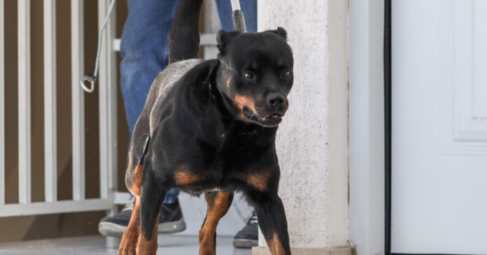 rotvailer 31102025 1200x630.jpg