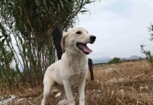 Φρίκη στη Θεσσαλονίκη: 90χρονος ακινητοποίησε σκύλο με χαρτοταινία και τον έθαψε ζωντανό skylos217570 eurokinissi 26092024 1200x630.jpg