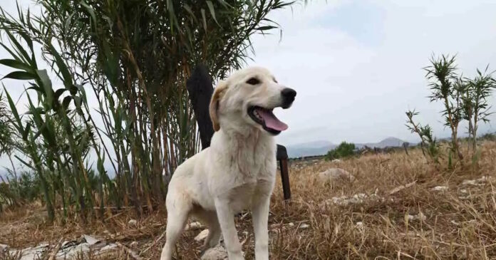 skylos217570 eurokinissi 26092024 1200x630.jpg