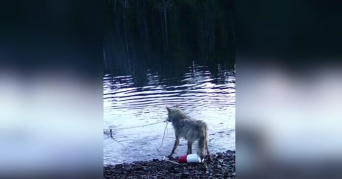 wofl instagram 1200x630.jpg