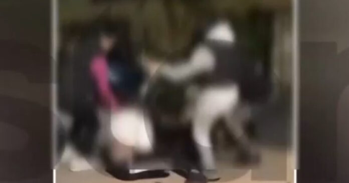 xylodarmos 1 1200x630.jpg