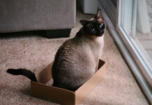 56e86b16745f2fe39b081d96c7f8ff74 L.jpg