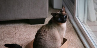 56e86b16745f2fe39b081d96c7f8ff74 L.jpg