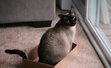 56e86b16745f2fe39b081d96c7f8ff74 L.jpg