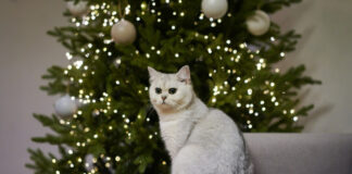 715d58b15ecd0bffb02f3c5df283005f L.jpg