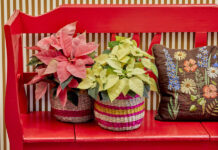 Πώς να δημιουργήσετε ένα μαγικό, γιορτινό σκηνικό στο μπαλκόνι σας με αλεξανδρινά a20c27d4b68ce227c765c078e7574258 L.jpg