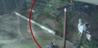 agios dimitrios skylos 27122025 1200x630.jpg