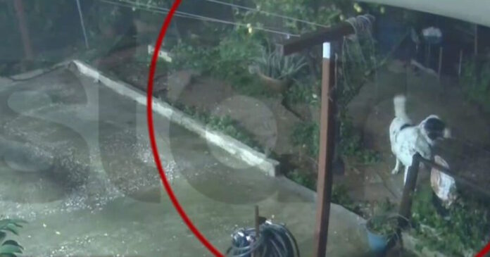 agios dimitrios skylos 27122025 1200x630.jpg