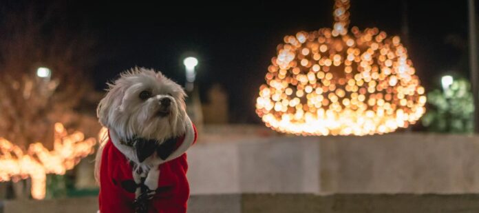 agores 2.jpg agores 2.jpg