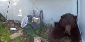 arkouda 1200x630.jpg