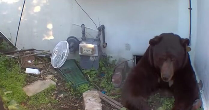 arkouda 1200x630.jpg arkouda 1200x630.jpg