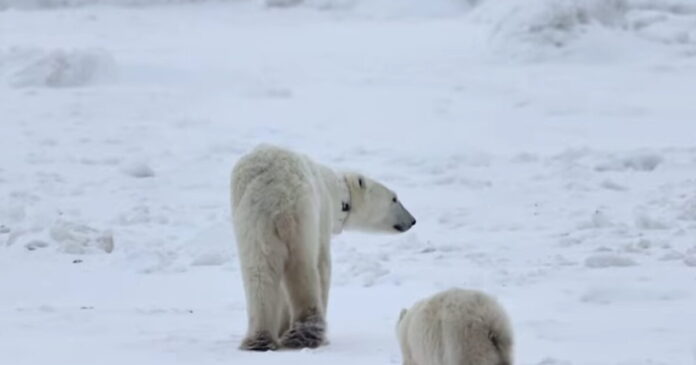 arkouda 2 1200x630.jpg