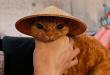 Γιατί το να έχεις σκύλο ή γάτα είναι οτι καλύτερο για την υγεία σου; b2fa4ee278ef873ce36a636f670164c3 L.jpg