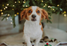 Γιορτές με ασφάλεια: Οι τροφές που πρέπει να μείνουν μακριά από τα κατοικίδια b33088ab72d8b2875e0c9204e7b68660 L.jpg