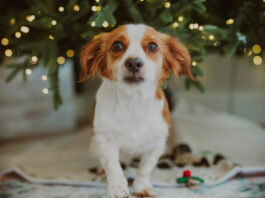 Γιορτές με ασφάλεια: Οι τροφές που πρέπει να μείνουν μακριά από τα κατοικίδια b33088ab72d8b2875e0c9204e7b68660 L.jpg