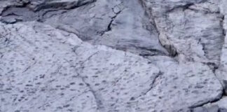 dinosauroi 1200x630.jpg