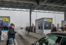 diodia agrotes 1 1200x630.jpg