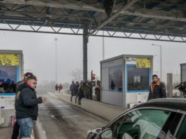 diodia agrotes 1 1200x630.jpg